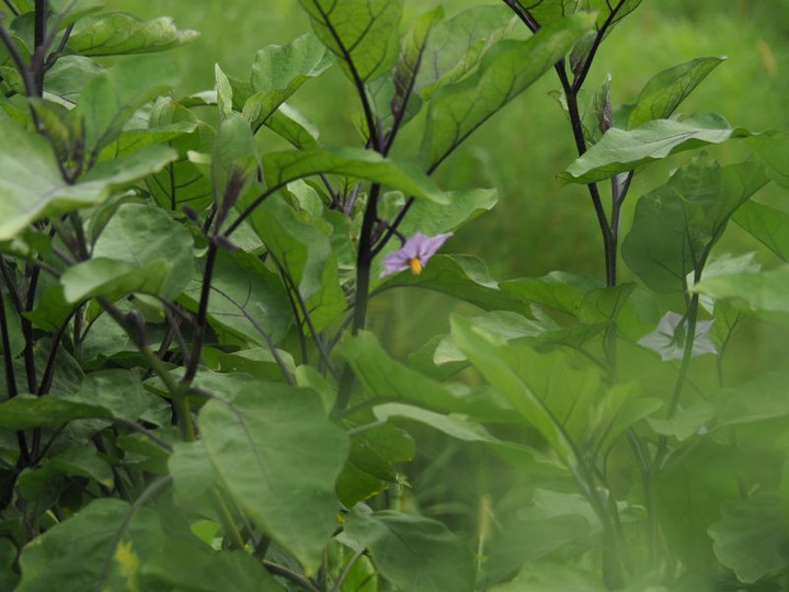 P9050234