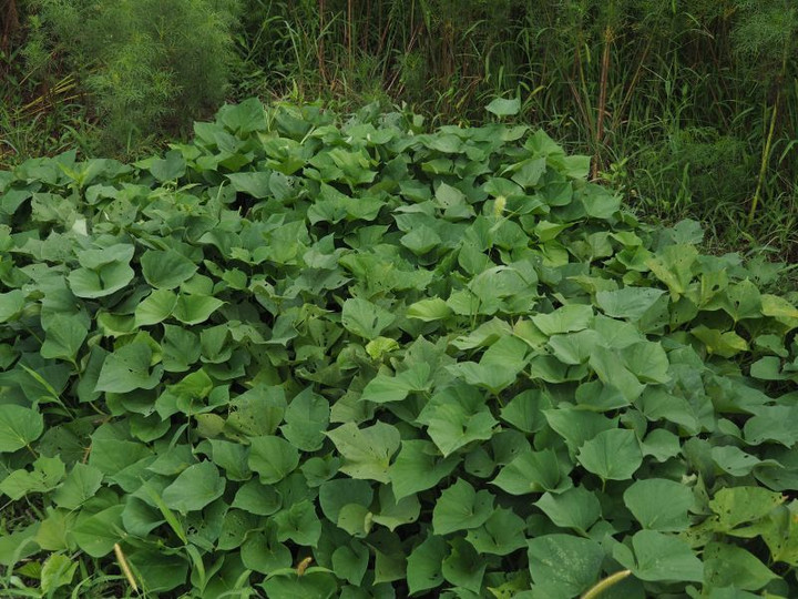 P9050235