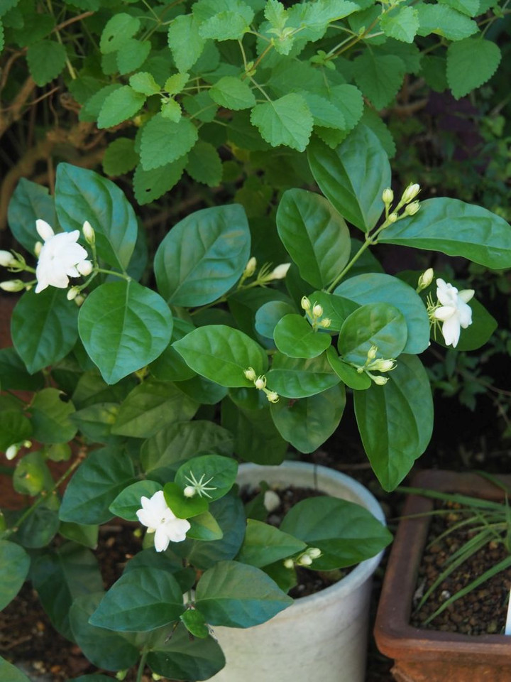 P9060239