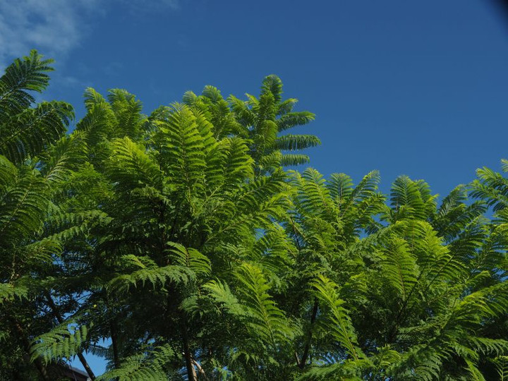 P9060247