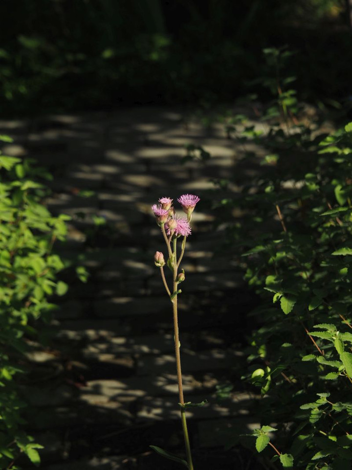 P9070257