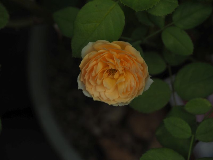 P9180425