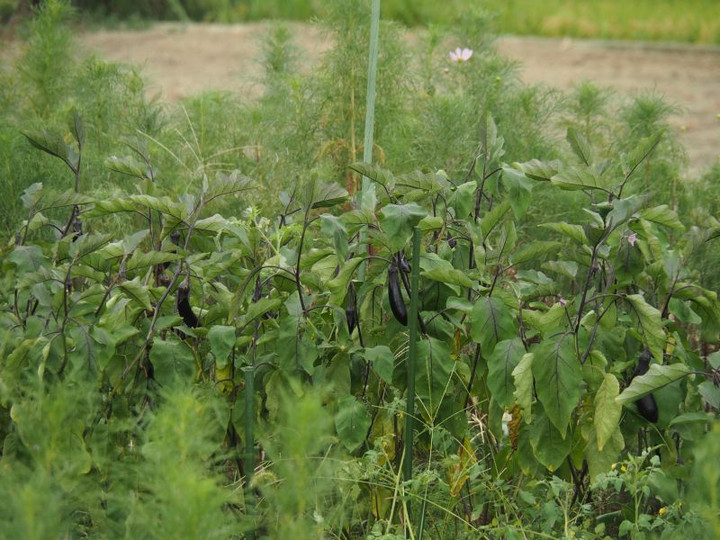 P9200477