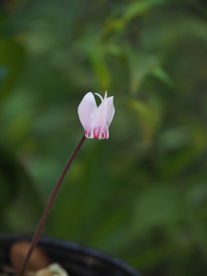 P9250533