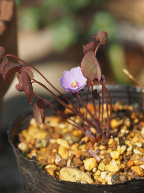 P2261004jpgtatutasou