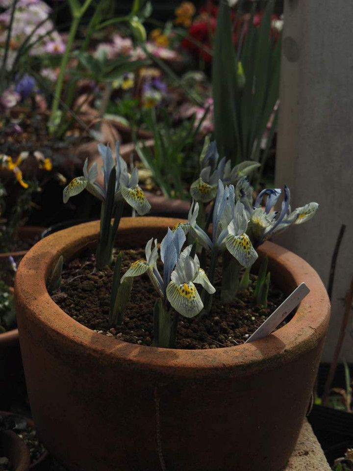 P3021477kyasarinnhodokinn