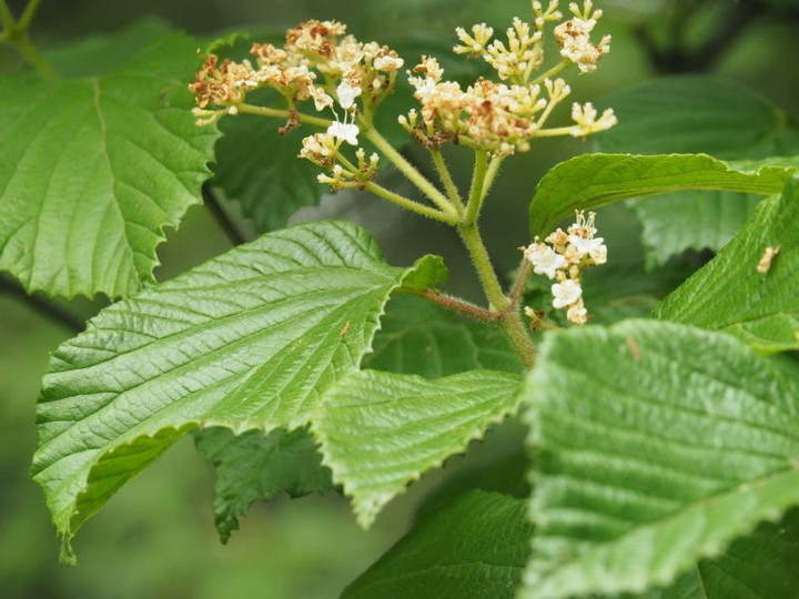 山好き、花好き : 5月中旬の里山の花、ミヤマガマズミ、ガマズミ、ナツハゼ、テイカカズラ