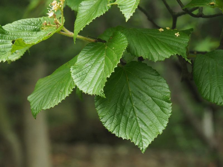 P5182231miyamagamazumi