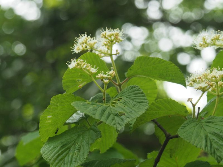 山好き、花好き : 5月中旬の里山の花、ミヤマガマズミ、ガマズミ、ナツハゼ、テイカカズラ