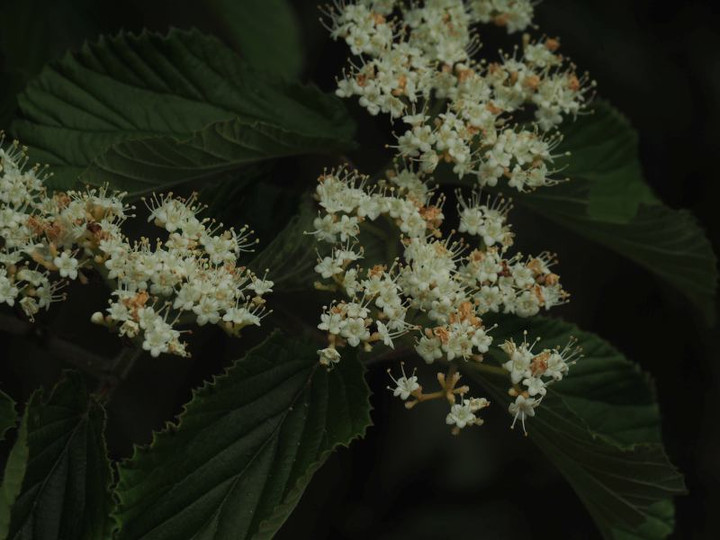 山好き、花好き : 5月中旬の里山の花、ミヤマガマズミ、ガマズミ、ナツハゼ、テイカカズラ