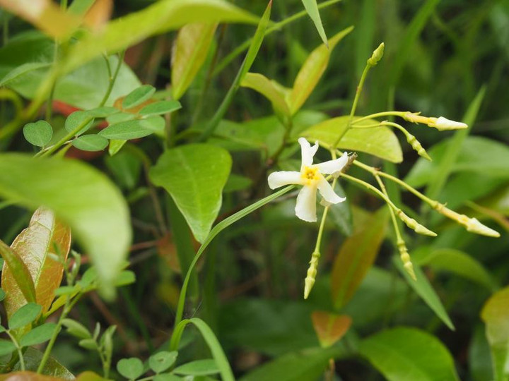 山好き、花好き : 5月中旬の里山の花、ミヤマガマズミ、ガマズミ、ナツハゼ、テイカカズラ