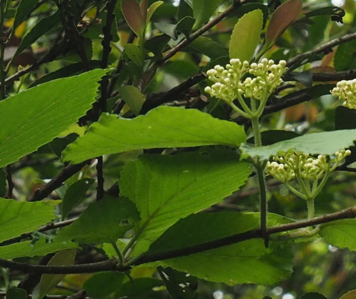 山好き、花好き : 5月中旬の里山の花、ミヤマガマズミ、ガマズミ、ナツハゼ、テイカカズラ