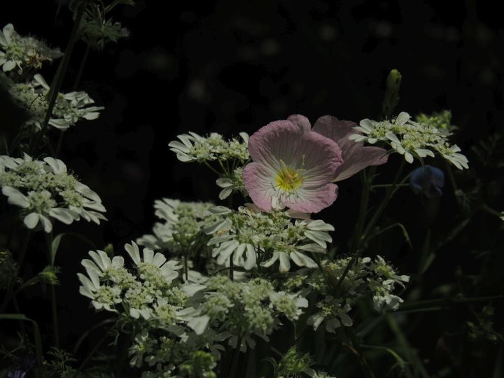 P5232820