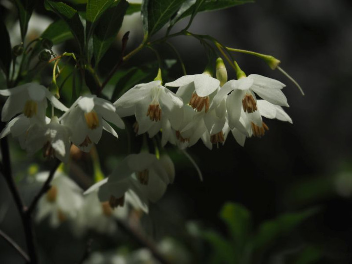 P5232837