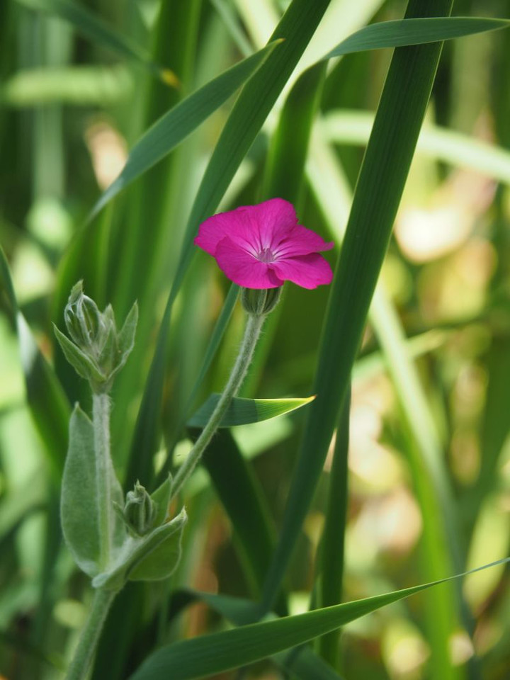 P5232844