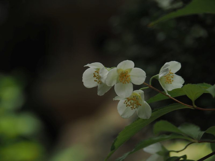 P5252885