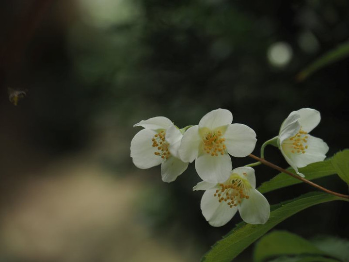 P5252887