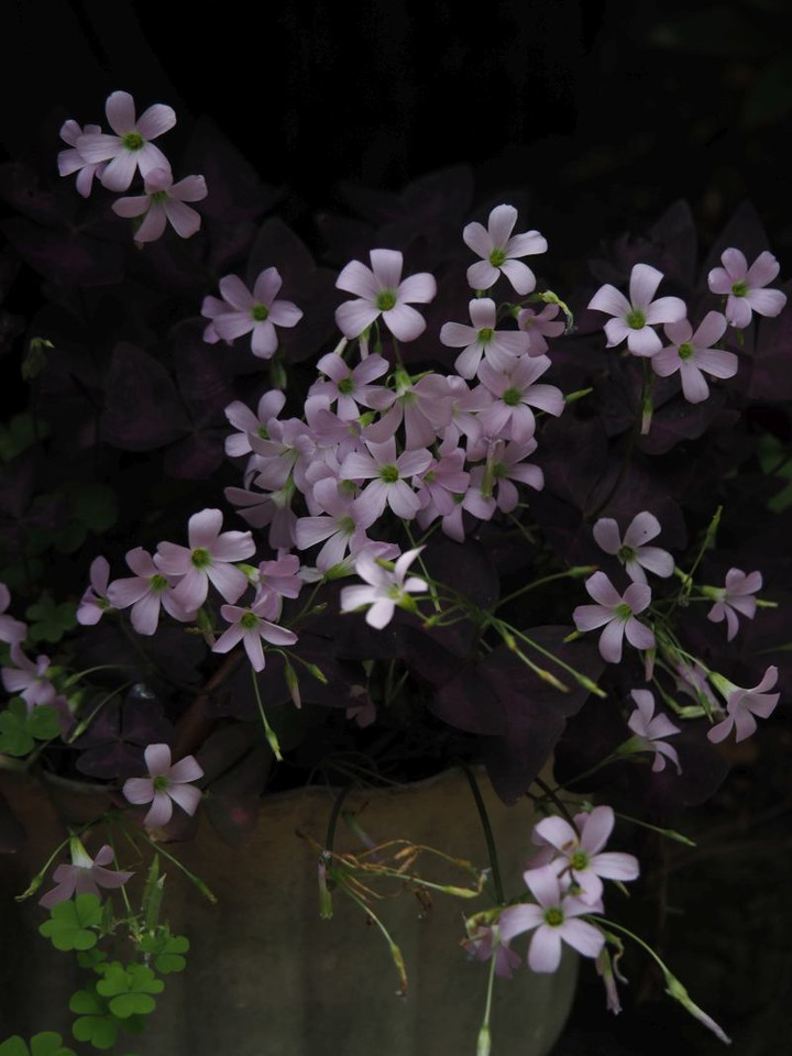 P5252890