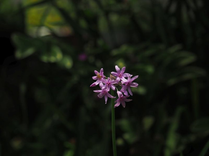 P5252894