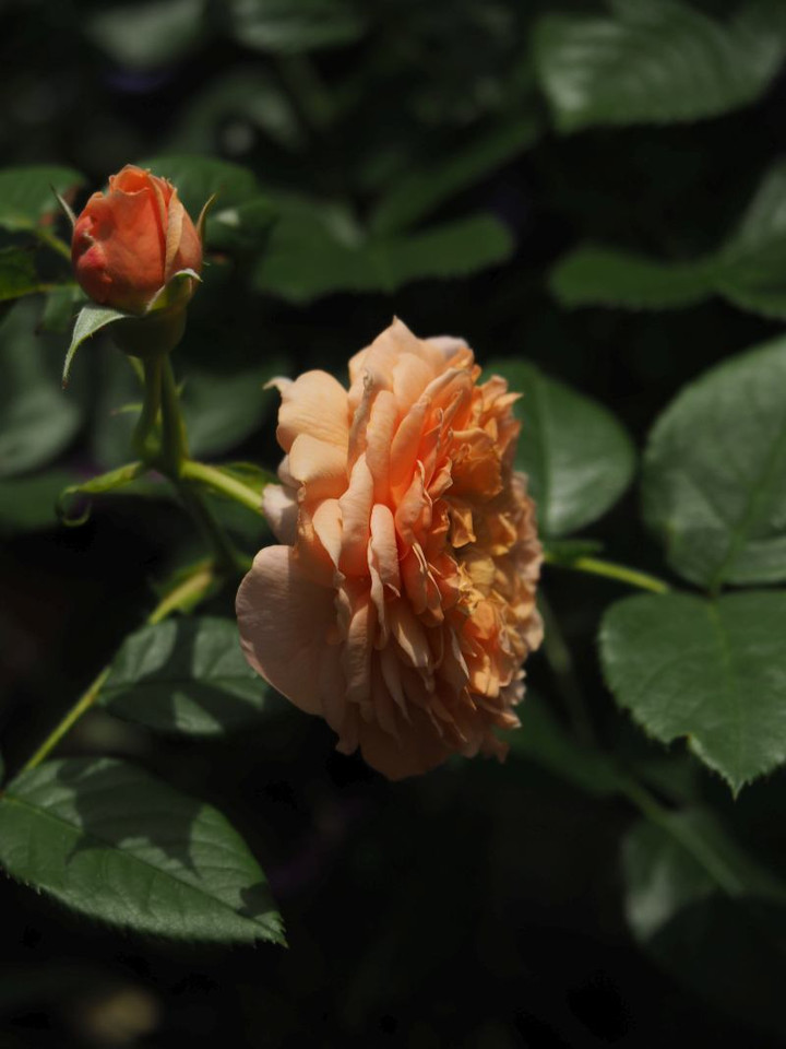 P5252896
