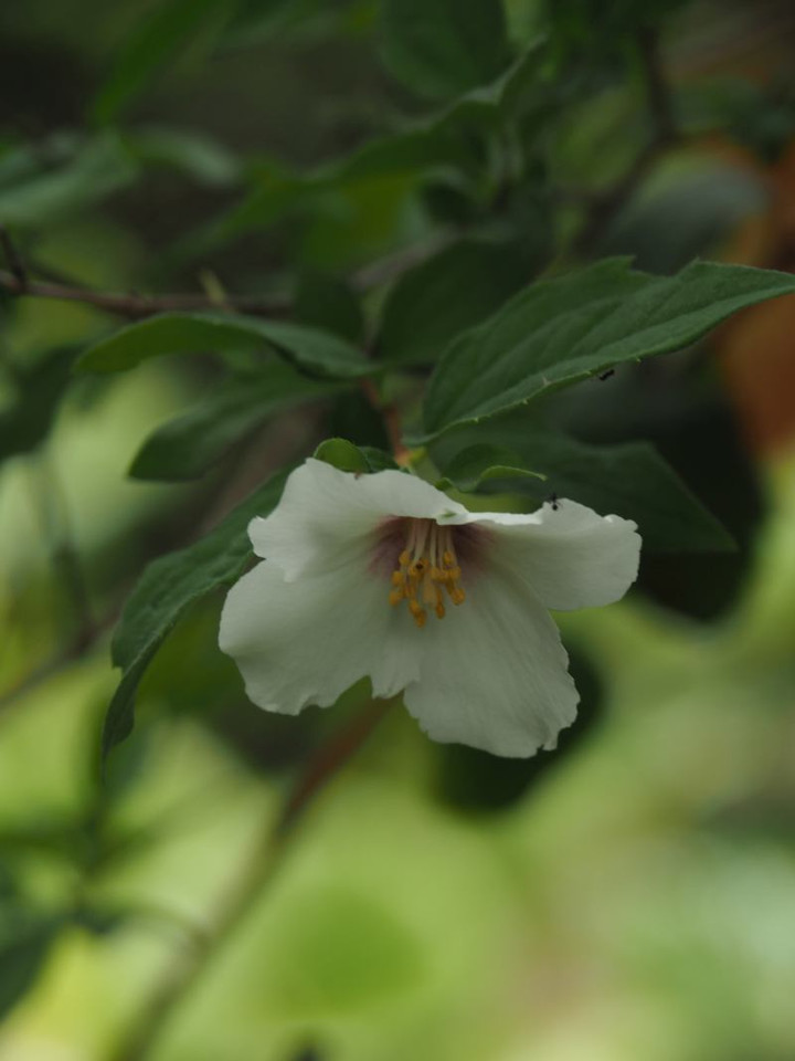 P5252903