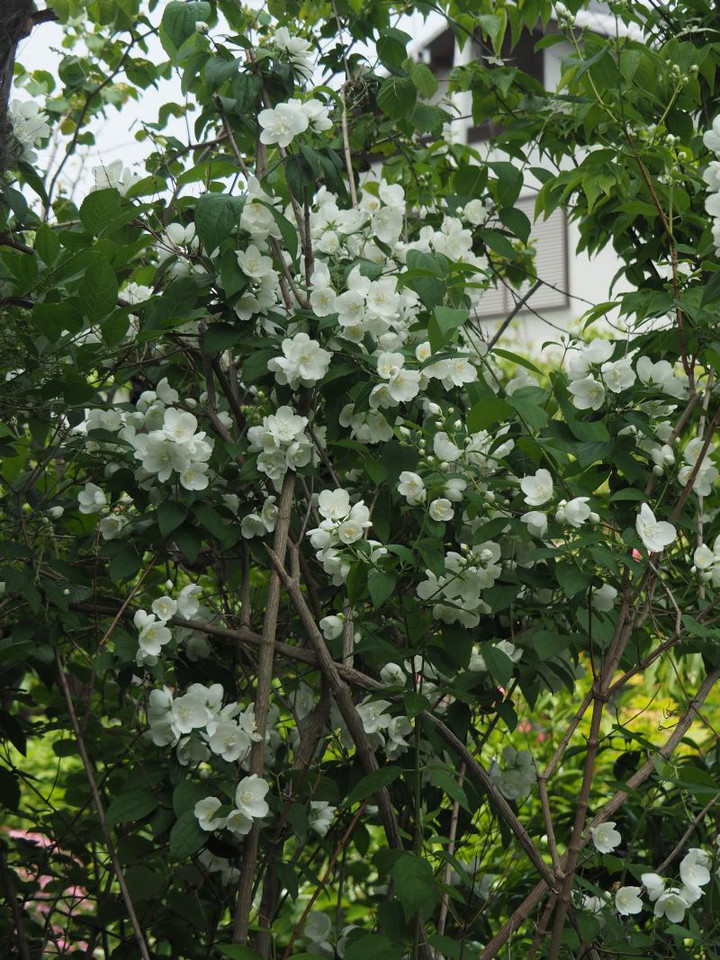 P5252906