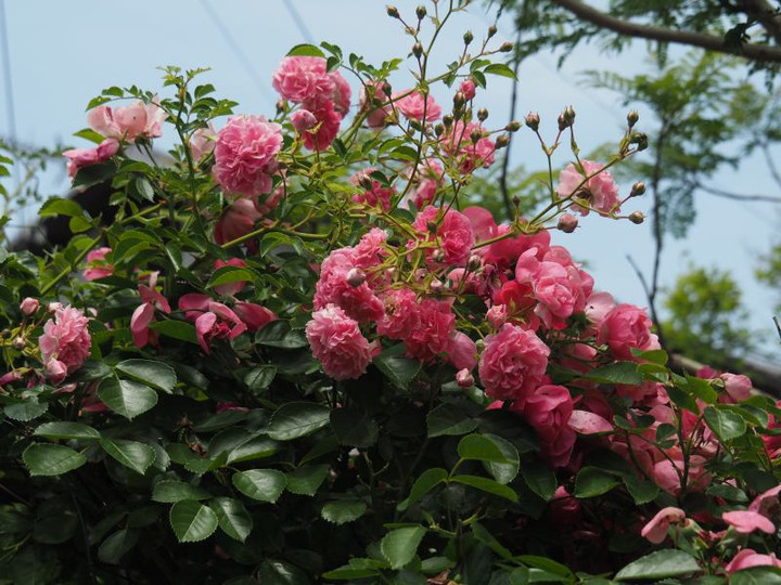 P5252922