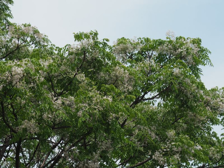 P5252964