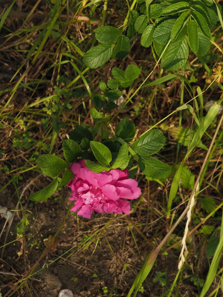 P5252978