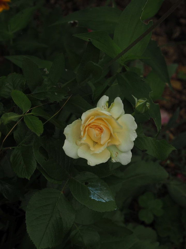 P5262897