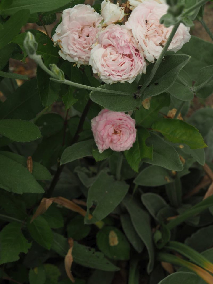P5262899