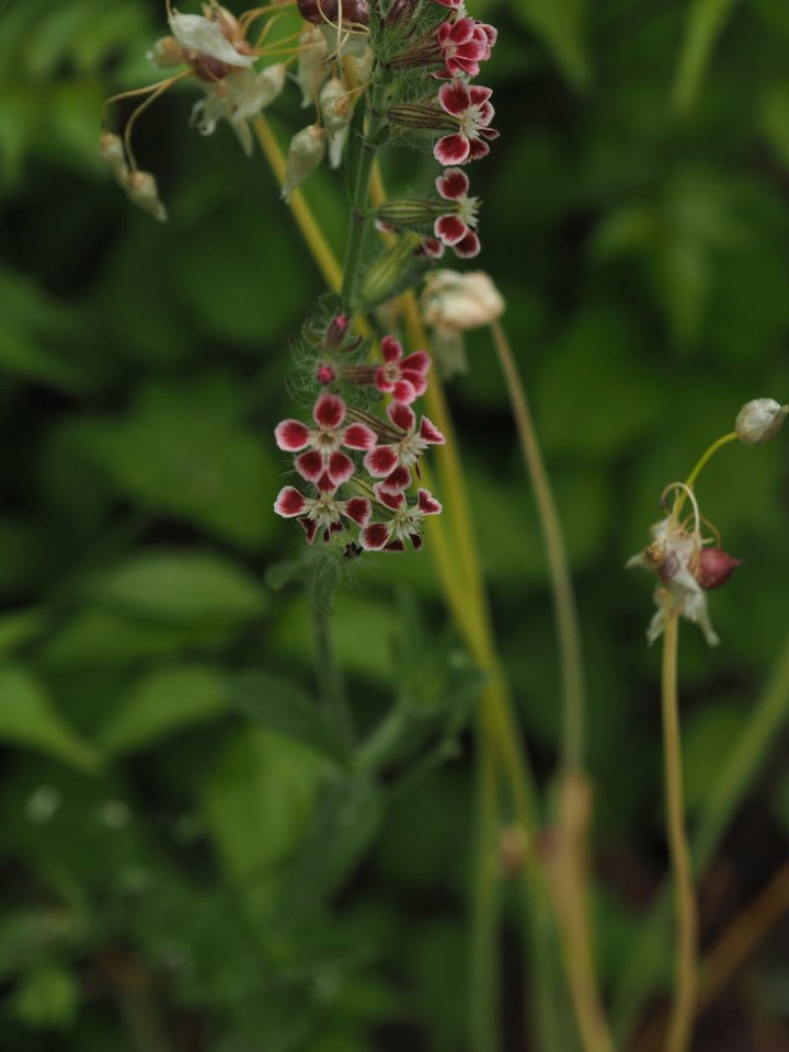 P5262905