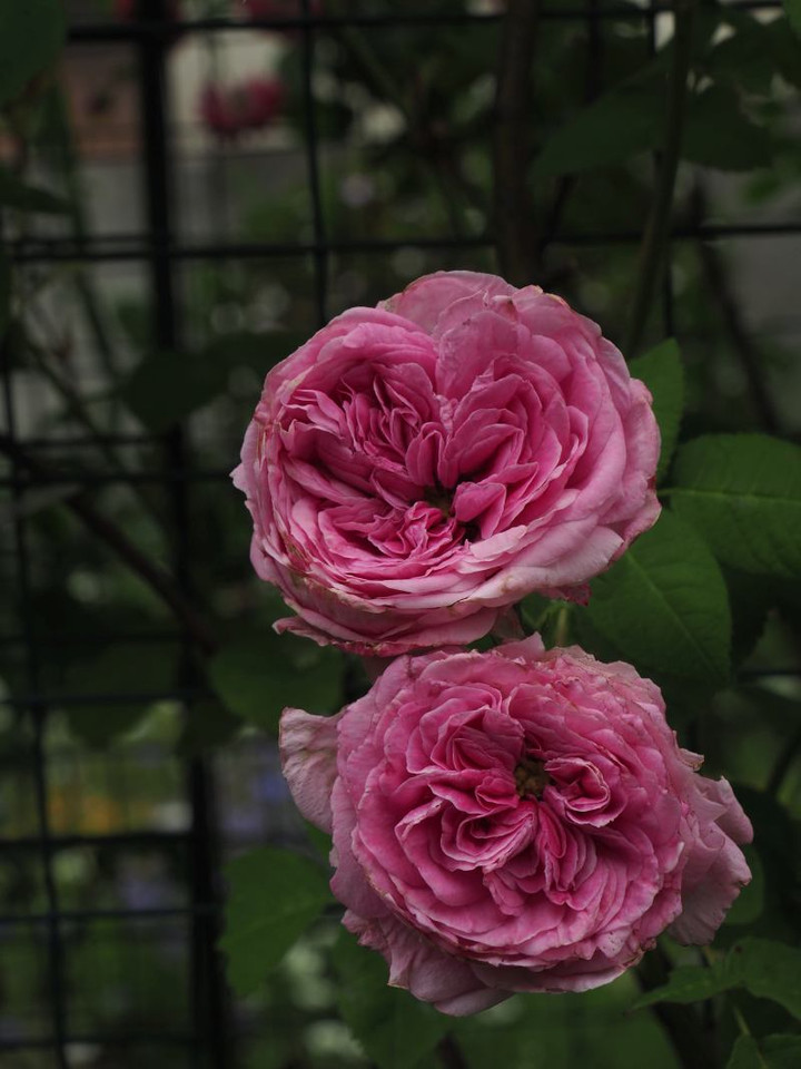 P5262906