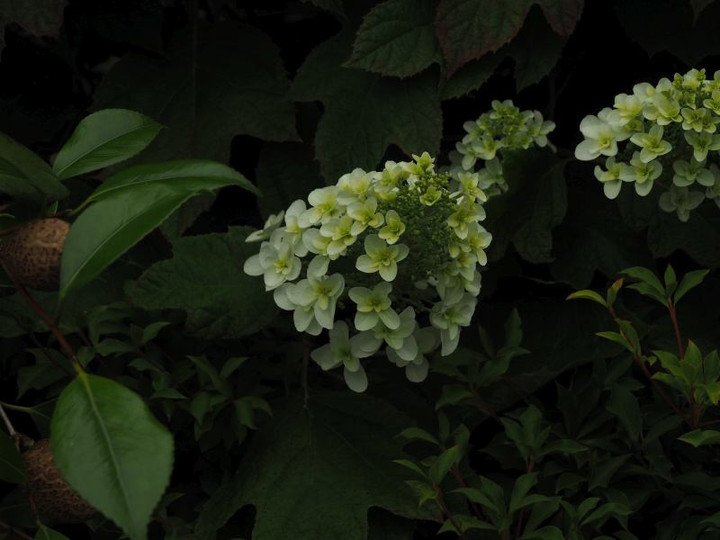 P5262911