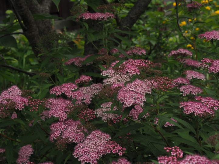 P5262914