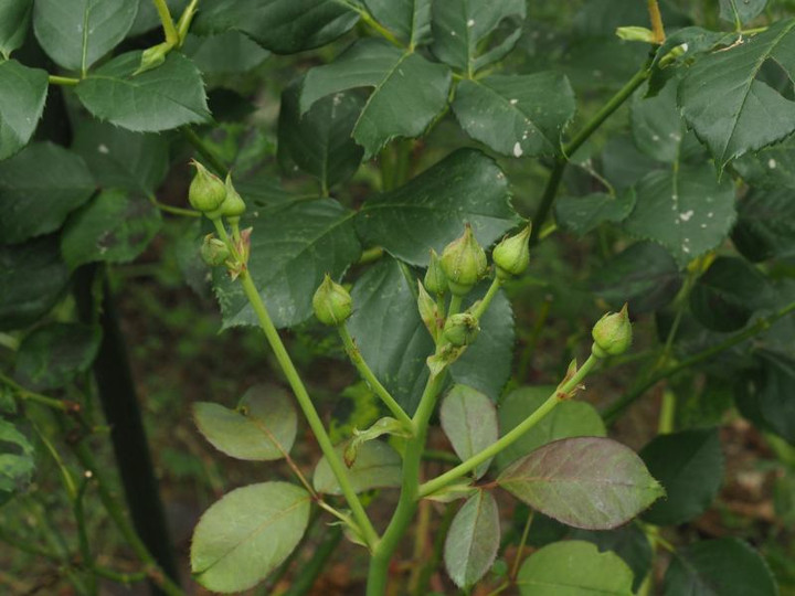 P5262915