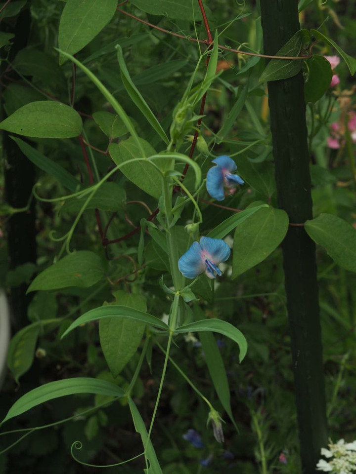 P5262916