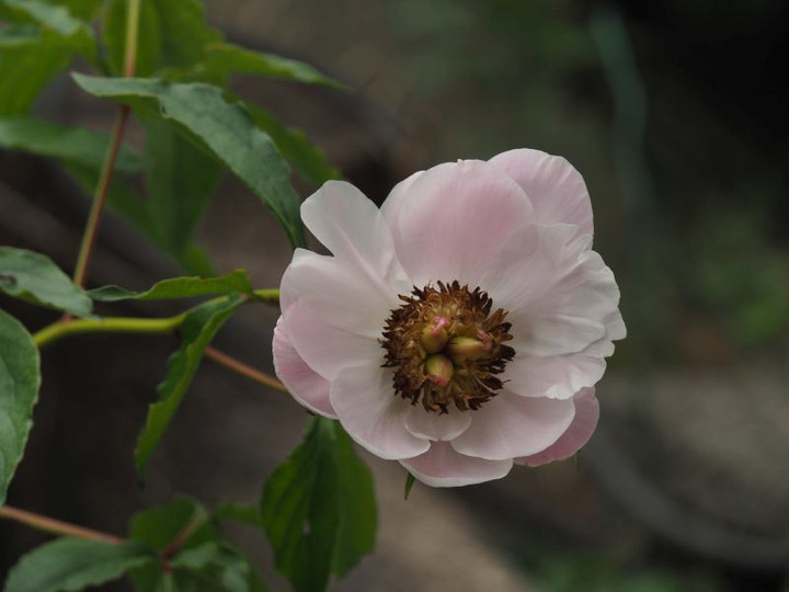 P5262927