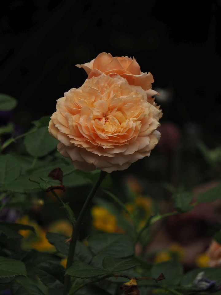 P5262930