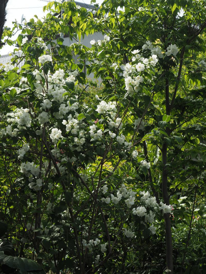 P5272943