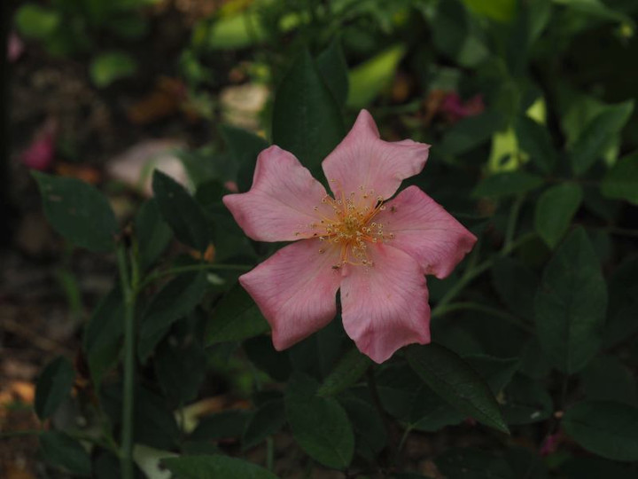P5272946
