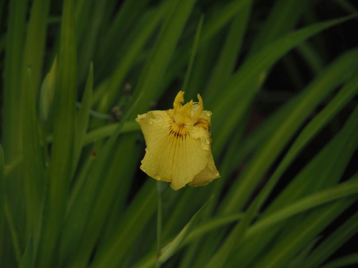 P5303067