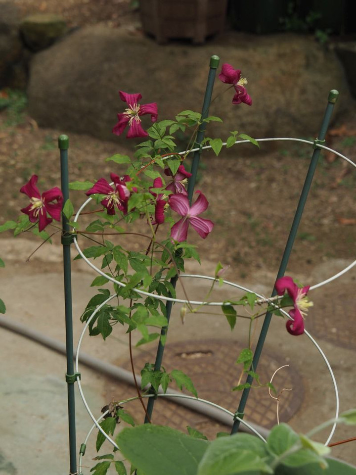 P5303074