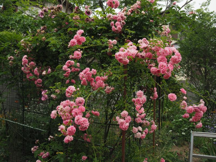 P5303084