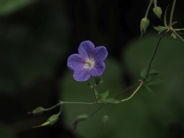 P5313095