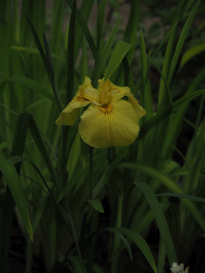 P6013115