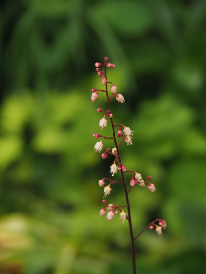 P6013124