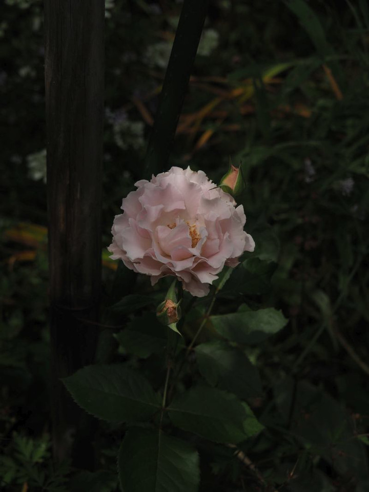 P6013135