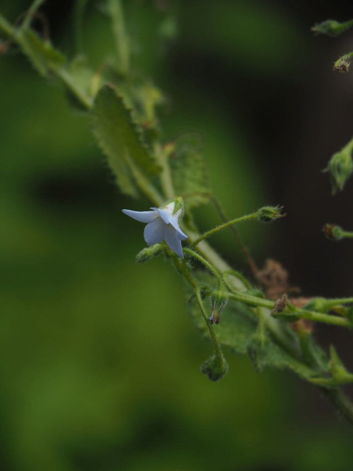 P6033200