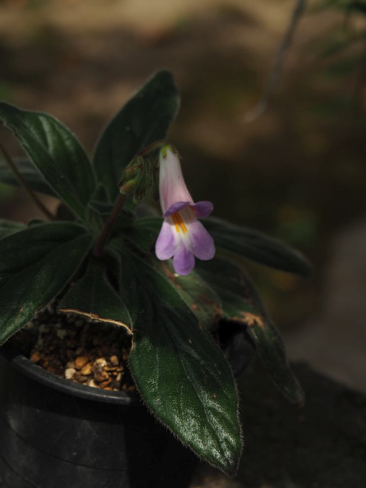 P6053205